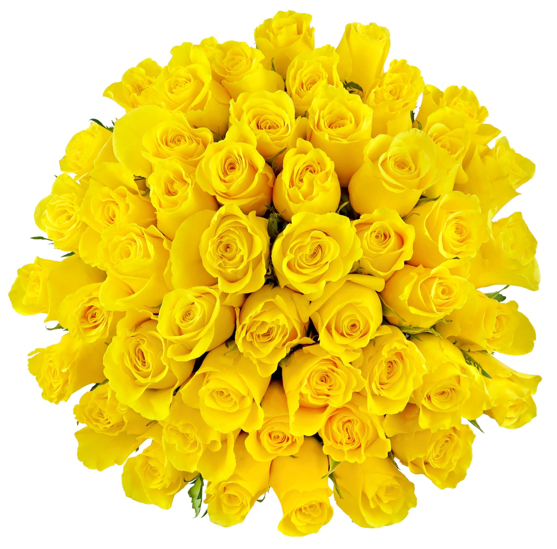Benchmark Bouquets - 50 Stem Enhanced Yellow Roses (2 Bundles Of 25; Vase Not Included) - Fresh Flowers For Delivery - Gift For Graduation, Birthday, Anniversary, Sympathy, Get Well, Congratulations