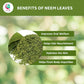 Neem Leaf 1 lb (454 grams) | 100% Natural Tea | Neem Leaves Cut and Sifted | Azadirachta Indica Leaf | Margosa Leaves | Non-GMO,