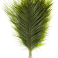 Fresh Cut Palm Robellini Leaves for Wedding and Event Decoration | Home Decor (20 Stems/Bunch, Approx. 31'' Tall)