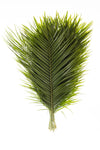 Fresh Cut Palm Robellini Leaves for Wedding and Event Decoration | Home Decor (20 Stems/Bunch, Approx. 31'' Tall)