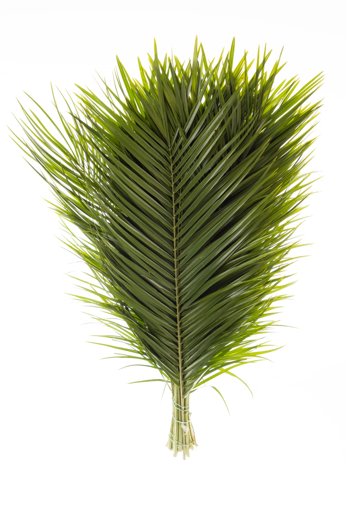 Fresh Cut Palm Robellini Leaves for Wedding and Event Decoration | Home Decor (20 Stems/Bunch, Approx. 31'' Tall)