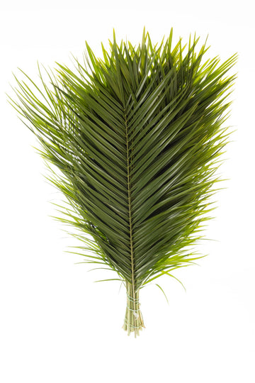 Fresh Cut Palm Robellini Leaves for Wedding and Event Decoration | Home Decor (20 Stems/Bunch, Approx. 31'' Tall)