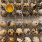 SILVERBROOK EGGS FARM Fresh Quail Eggs - LAID IN THE USA (5 DOZEN (60 EGGS))