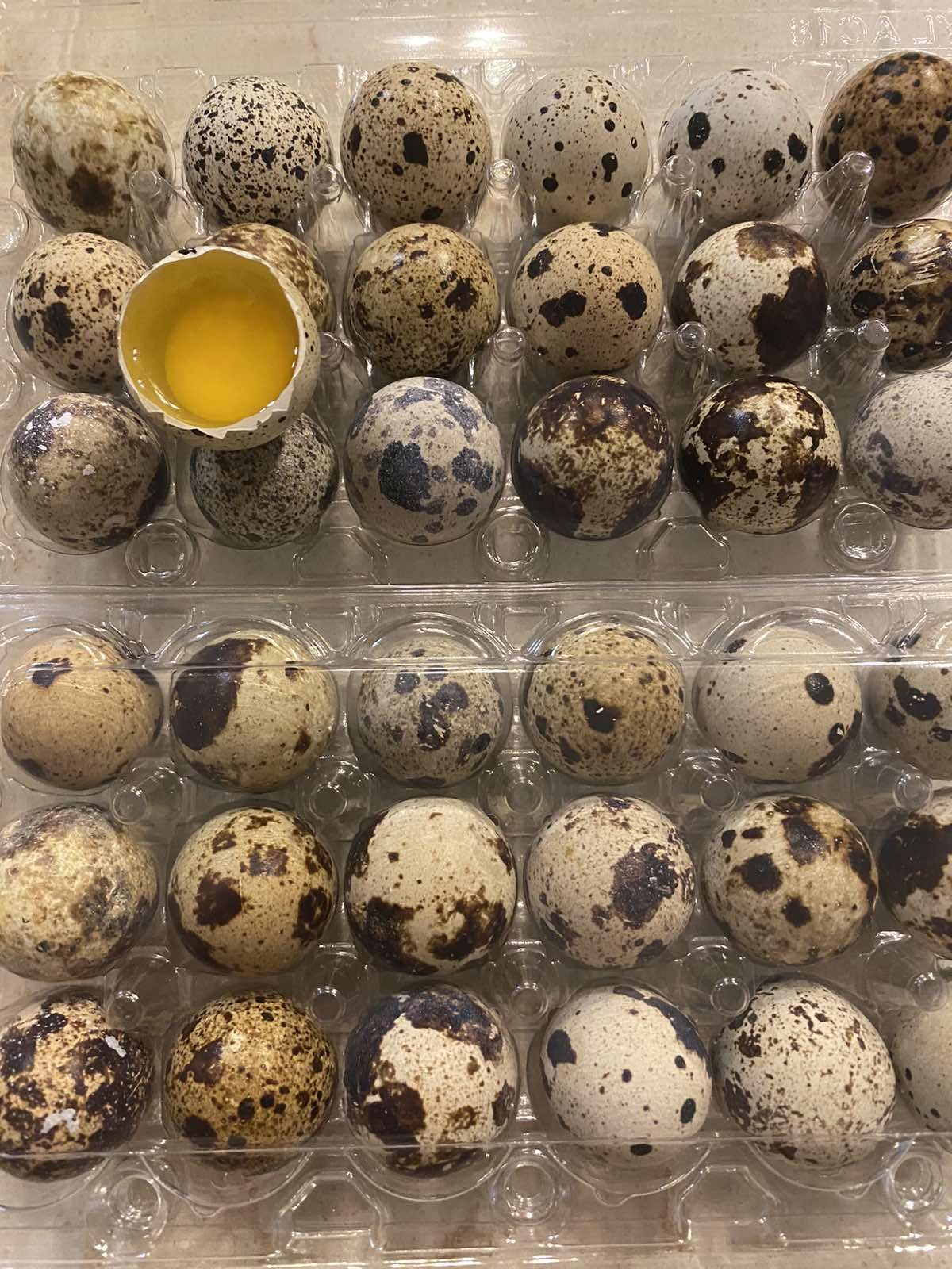 SILVERBROOK EGGS FARM Fresh Quail Eggs - LAID IN THE USA (2 DOZEN (24 EGGS))