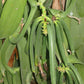 Vanilla Products Usa 2 Ounce Oz Madagascar Extract Grade B Spirit-Inspired Flavor Vanilla Beans 4~5