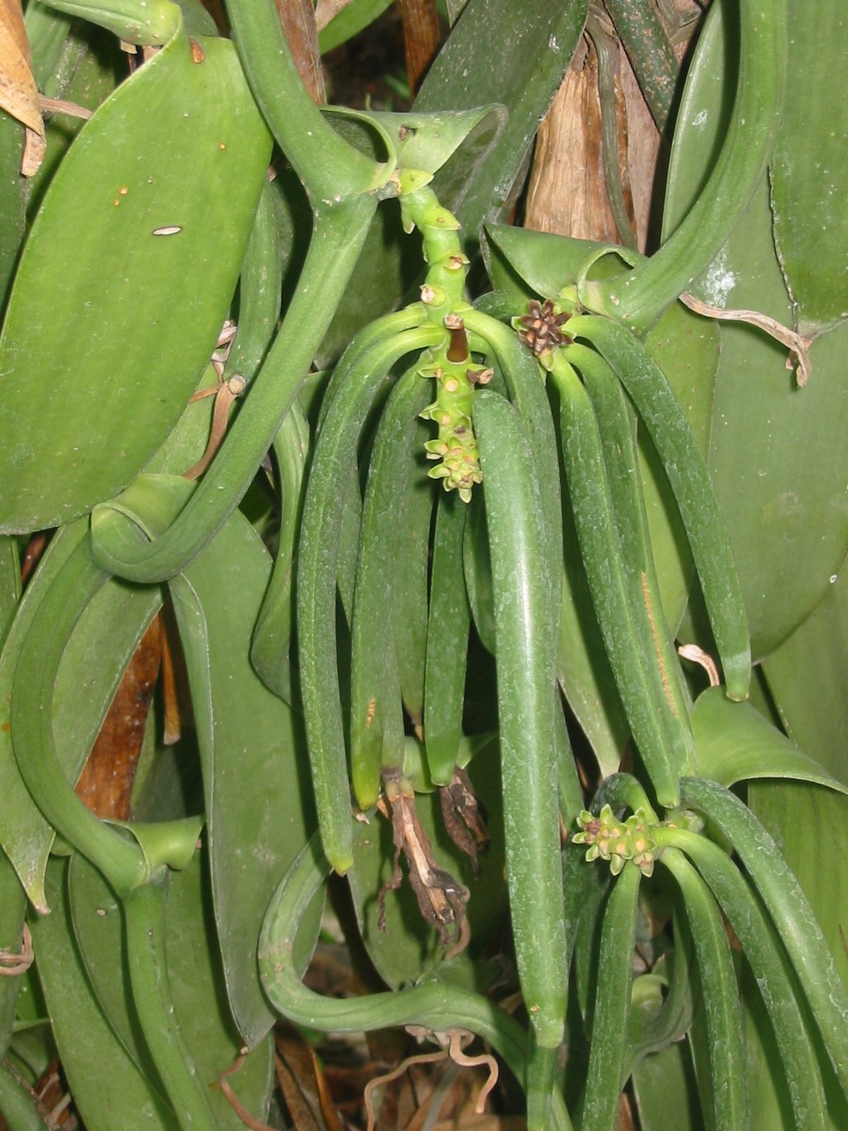 Vanilla Products Usa 2 Ounce Oz Madagascar Extract Grade B Spirit-Inspired Flavor Vanilla Beans 4~5