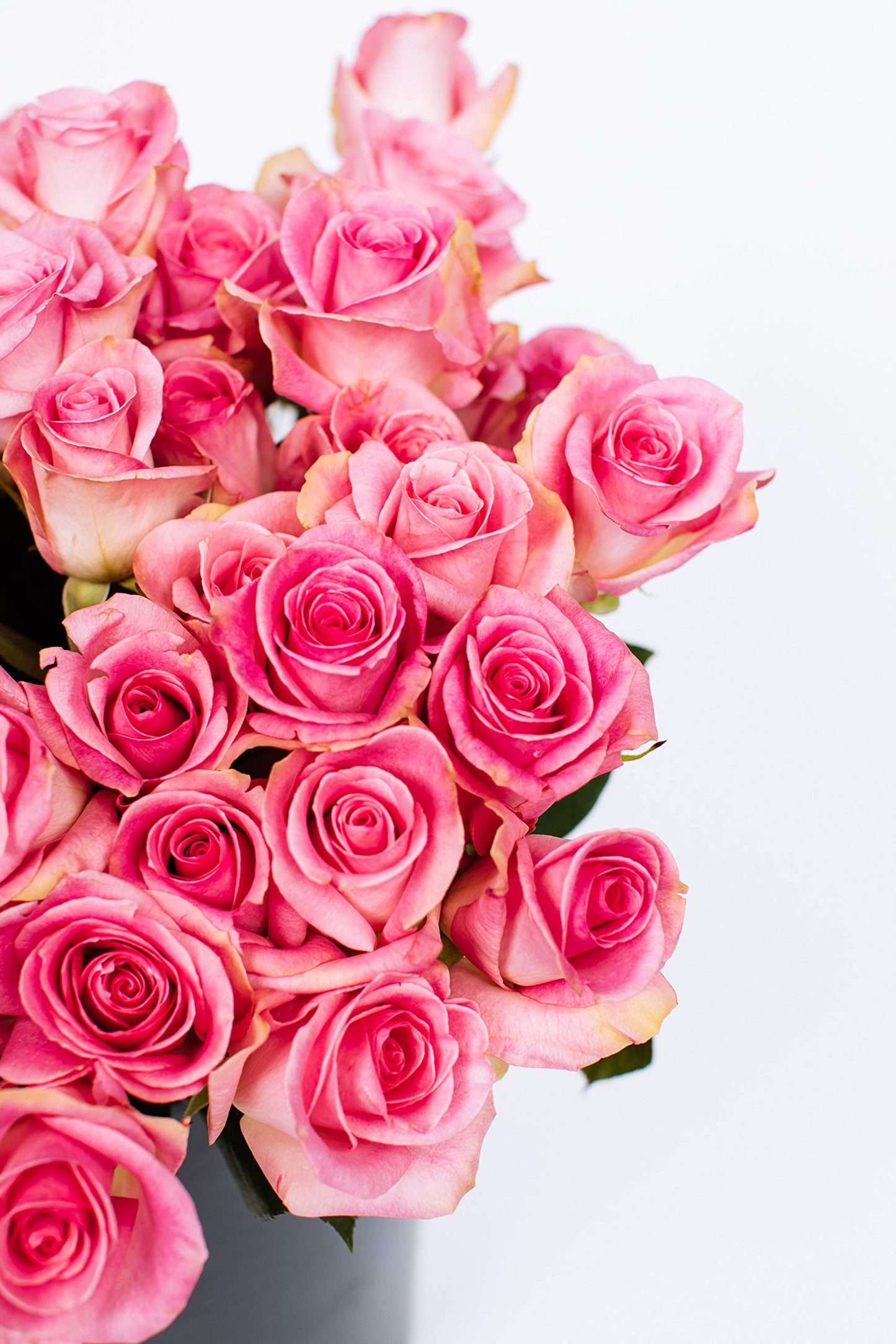 Benchmark Bouquets 50 Stem Premium Pink Roses - 2 Bundles of 25 - Fresh Flowers for Delivery - Gift for Any Occasion