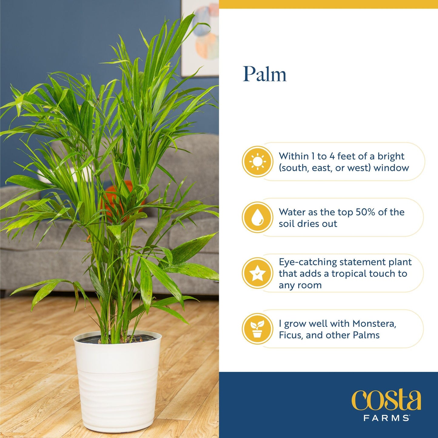 Costa Farms Bamboo Palm Live Plant in Decorative Pot, Air Purifying Large Indoor Houseplant, Perfect for Home, Room, or Office D