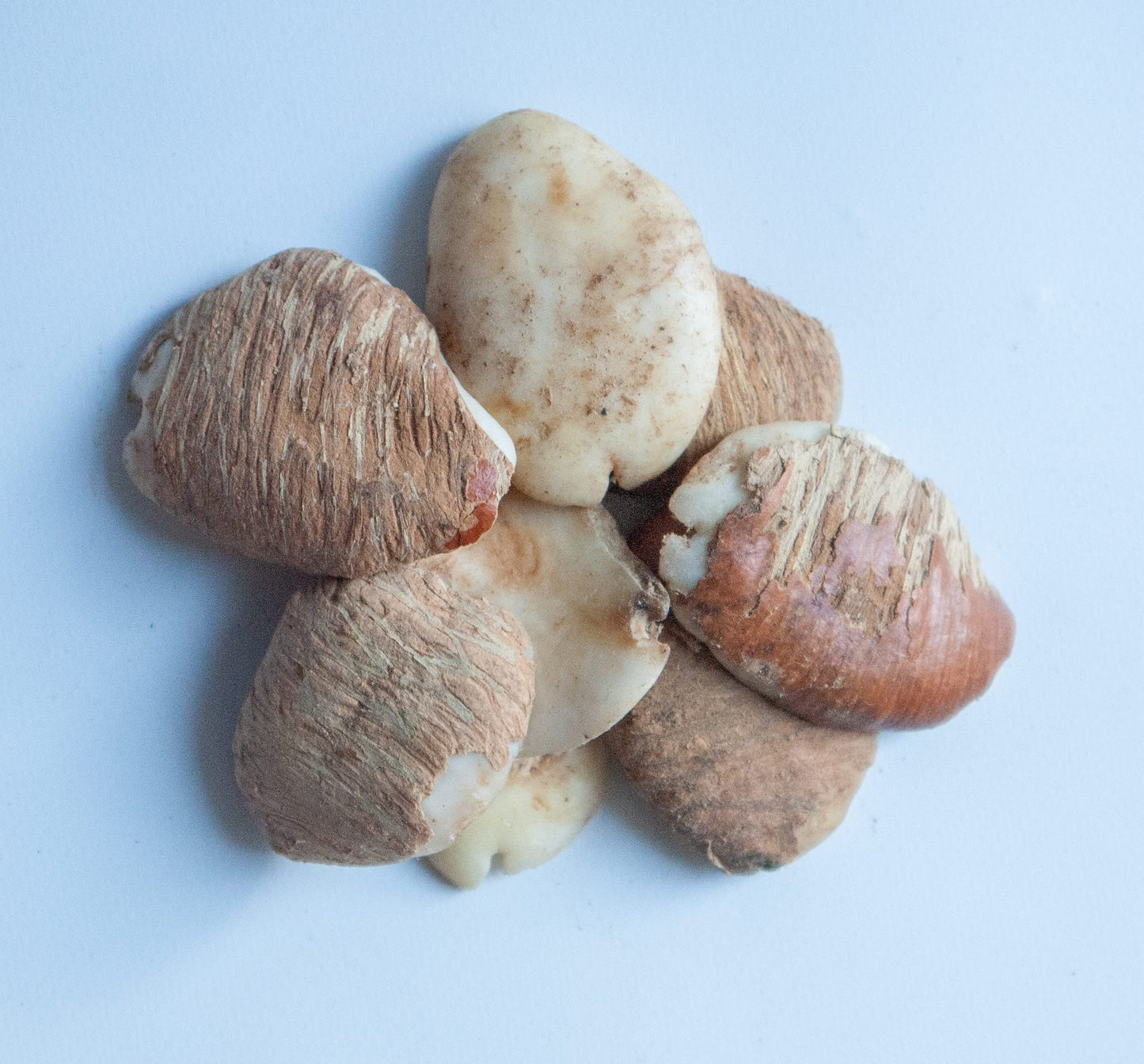 KOPABANA Ogbono Seeds | African Mango | 2oz | 6 x 1 x 10 inches