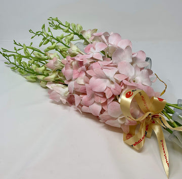 Prime Mother's day orchid delivery eflowerwholesale Peachy Dendrobium Orchids for Valentine's day