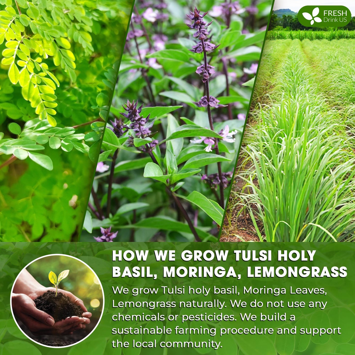 FRESHDRINKUS Premium Tulsi Moringa Lemongrass Tea, 100% Natural, Vegan, 75 Tea Bags