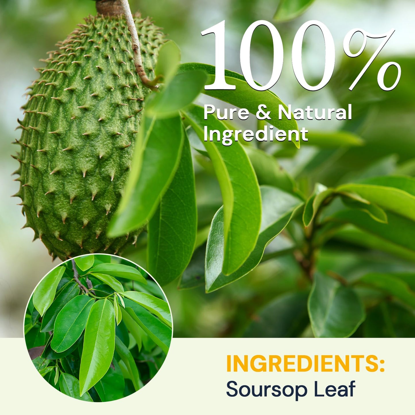 Soursop Leaf Herbal Tea (Graviola) - Caffeine & Sugar Free  120 Count