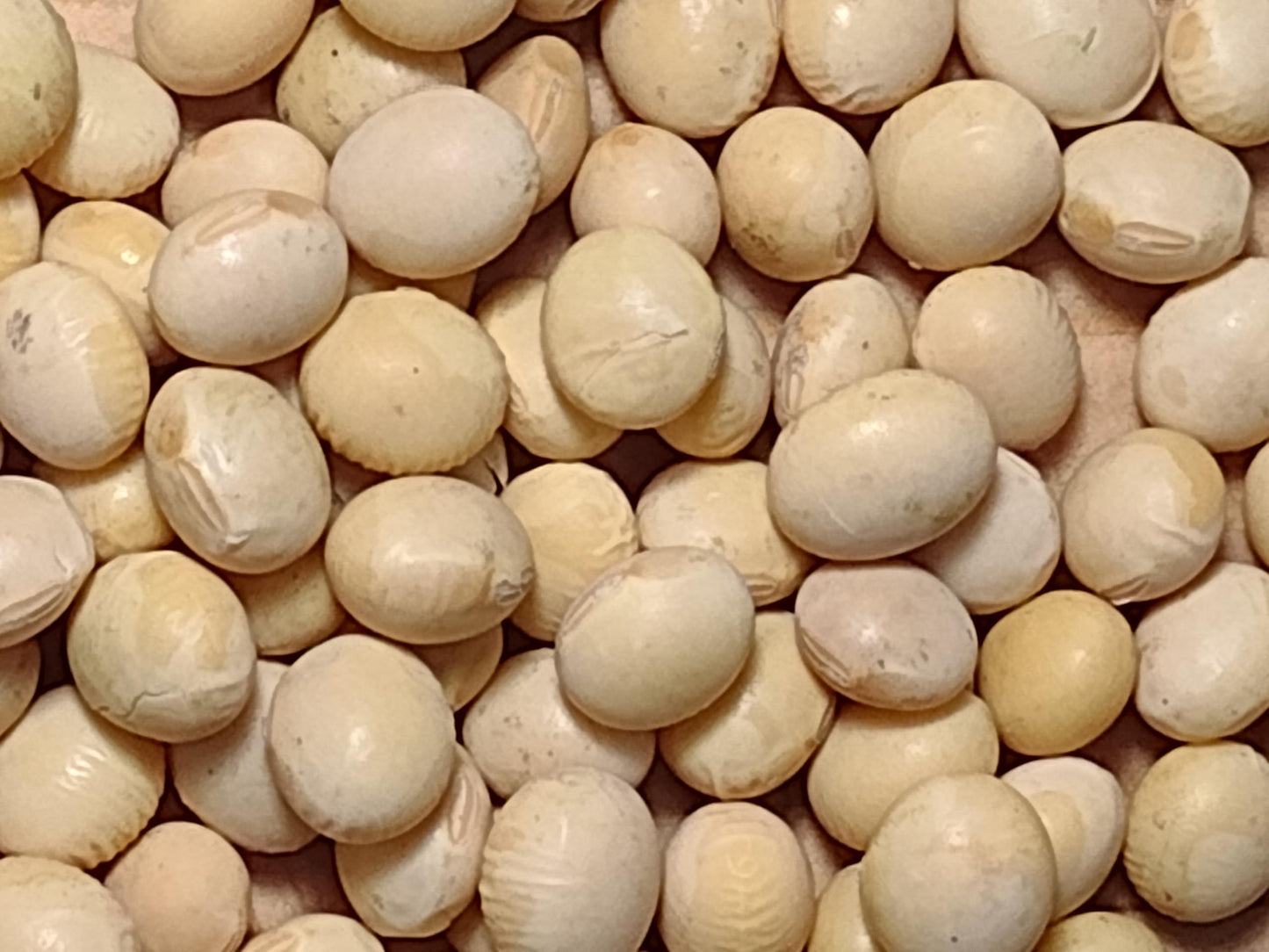 Organic Soybeans- Nongmo, 5 Lbs., Farmer Direct, Identity Preseved, Dry Soybeans For Tofu And Soymilk.