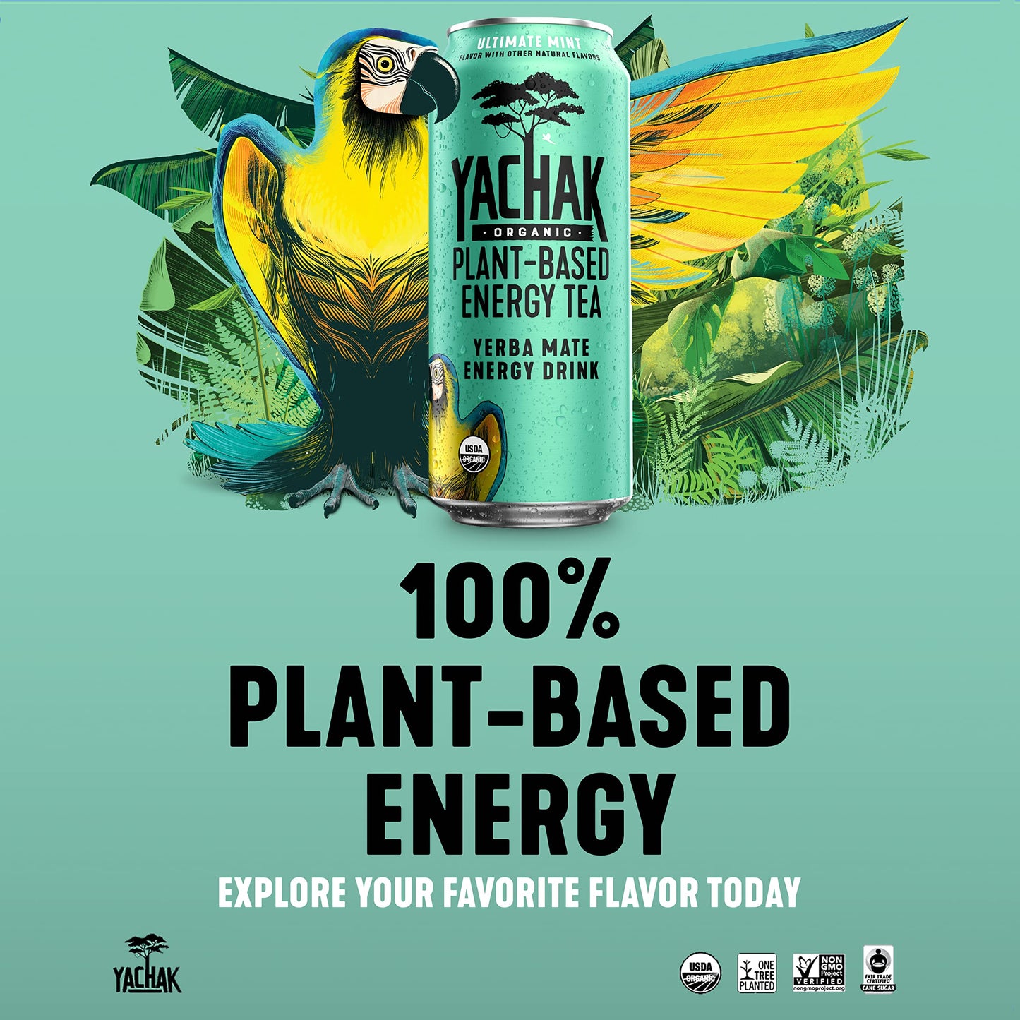 Yachak Yerba Mate Drink, Ultimate Mint, 16 Fl Oz, Pack of 12