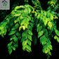 Dried Curry Leaves 0.7 Oz (20 g) Whole Herbs Leaf for Asian Spices Food Natural Air Dried Kari Patta Aromatic Flavors - Lanka Fl