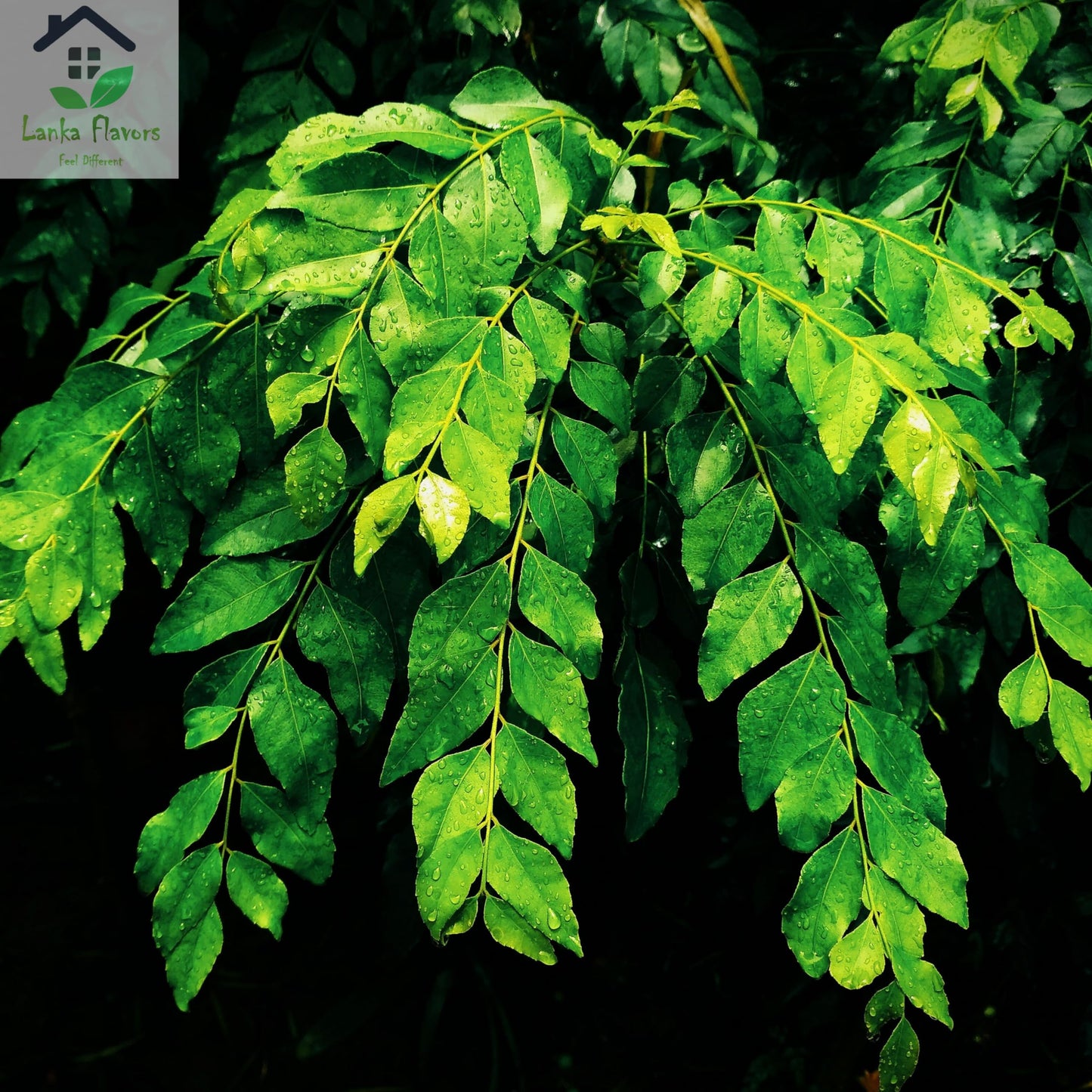Dried Curry Leaves 0.7 Oz (20 g) Whole Herbs Leaf for Asian Spices Food Natural Air Dried Kari Patta Aromatic Flavors - Lanka Fl