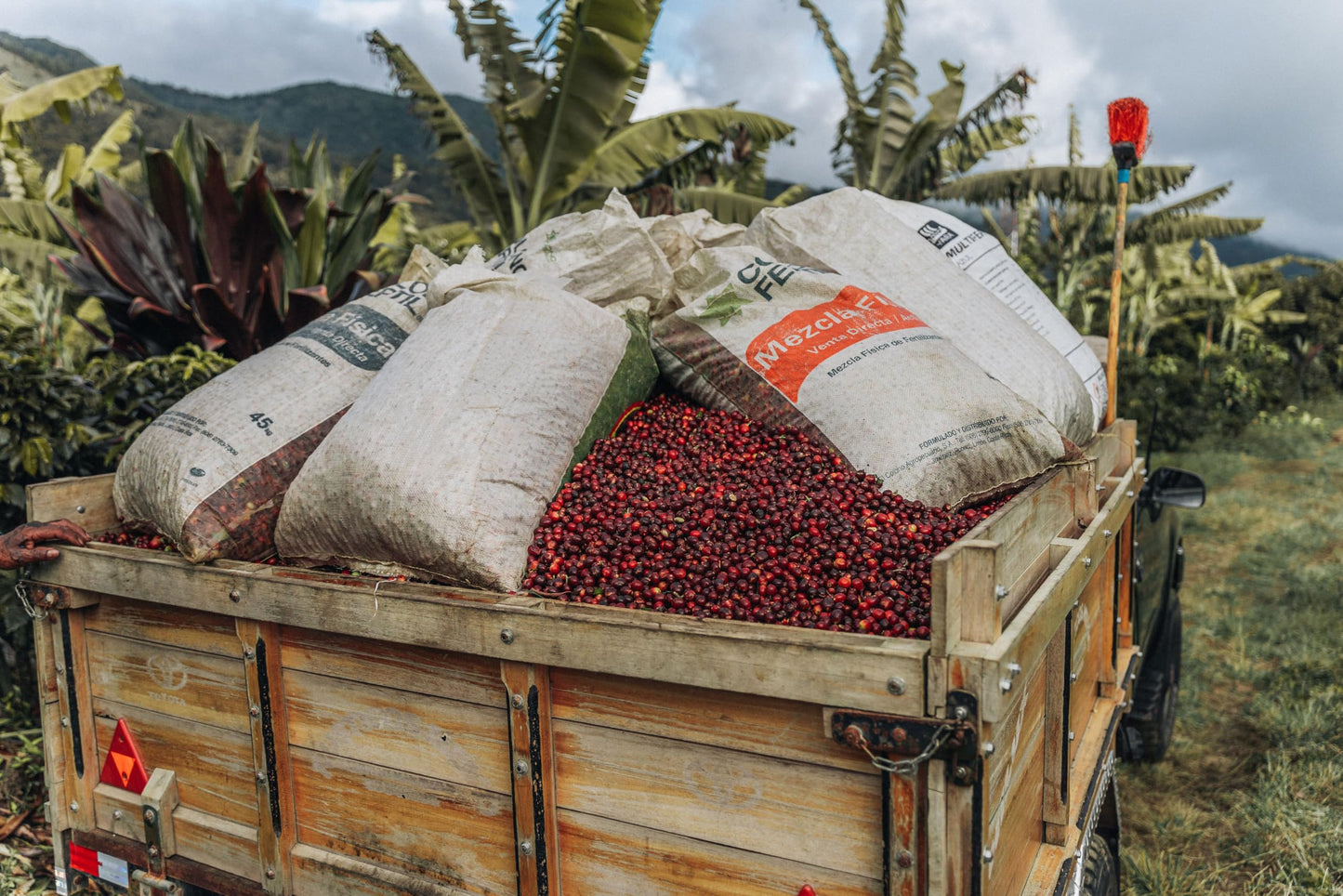 Costa Rican Coffee, Finca Las Mercedes Tarrazu, Whole Bean, Medium Roast, Washed Process, Fresh Roasted, 16-Ounce