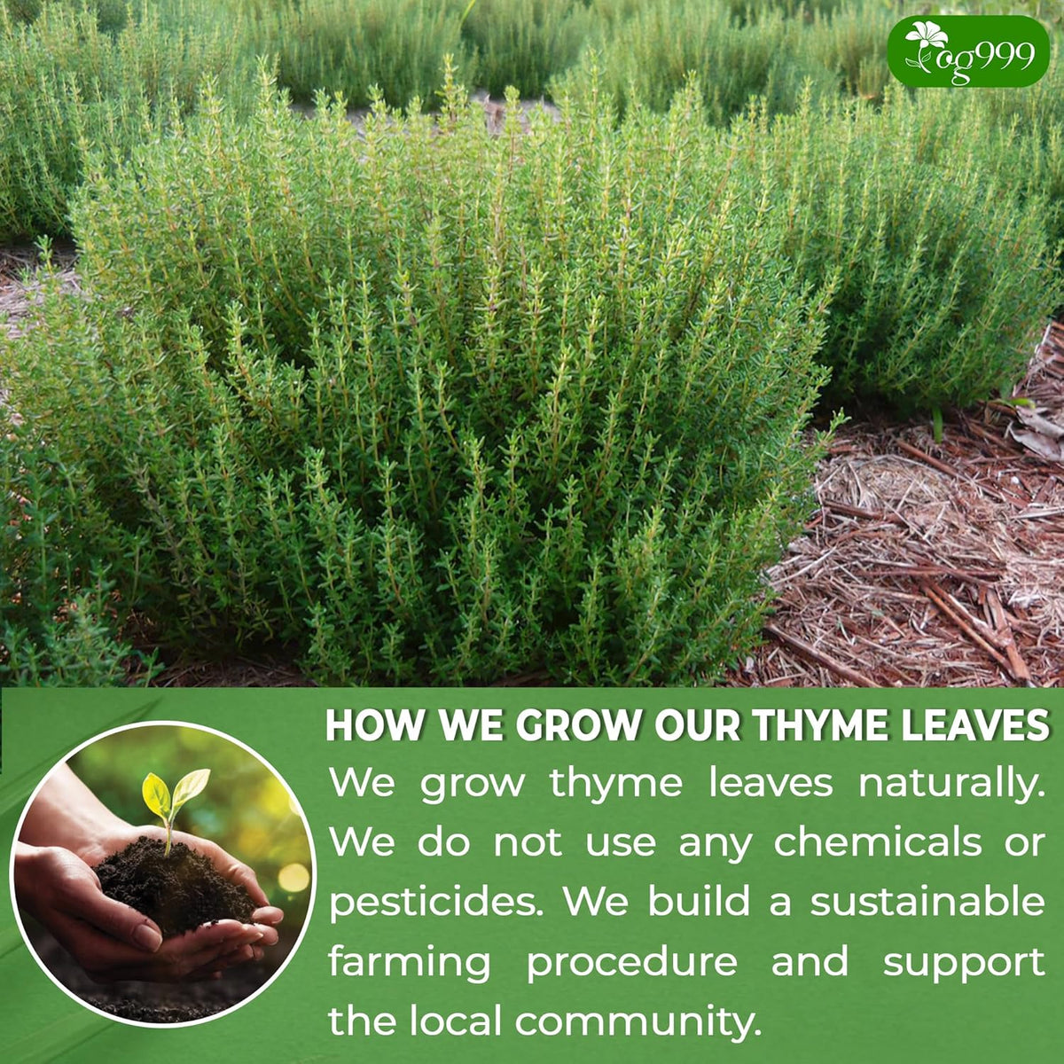 Premium 40 Thyme Leaf Tea Bags, 100% Natural & Pure, Loose Leaf Herbal Tea.