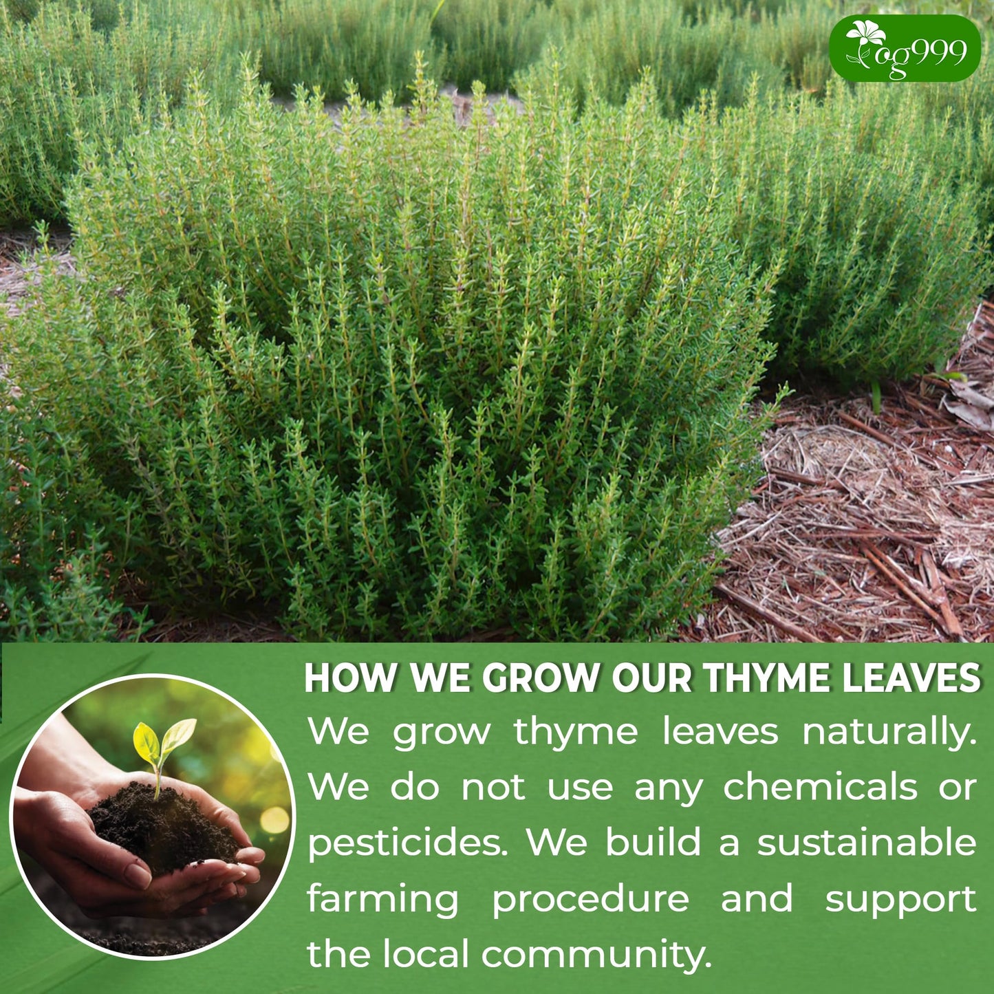 TOG999 Thyme Leaf Herbal Tea Bags, 100% Natural, Vegan, No Sugar, No Caffeine, 40 Bags