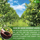 FRESHDRINKUS Soursop Graviola Tea, 75 Premium Dried Leaves, Vegan, Non-GMO, No Sugar, Gluten, or Caffeine
