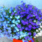 Graffiti GRDN Multicolor Lobelia Seed Mix - 1000+ Non-GMO Seeds
