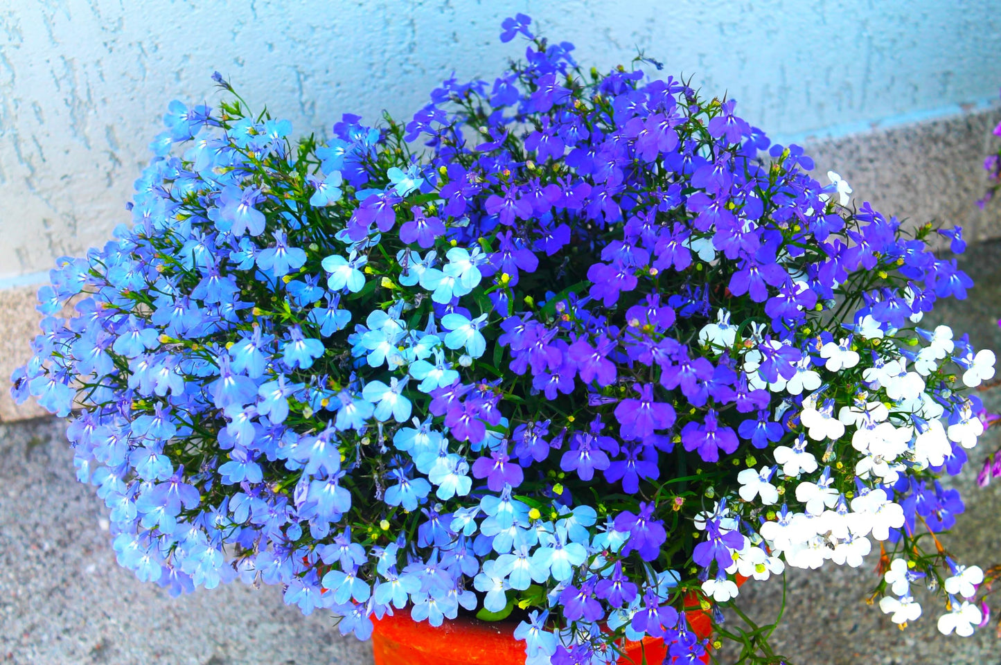 Graffiti GRDN Multicolor Lobelia Seed Mix - 1000+ Non-GMO Seeds