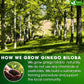 FRESHDRINKUS Ginkgo Biloba Leaf Tea Bags, 100% Natural Herbal Tea, 30 Bags