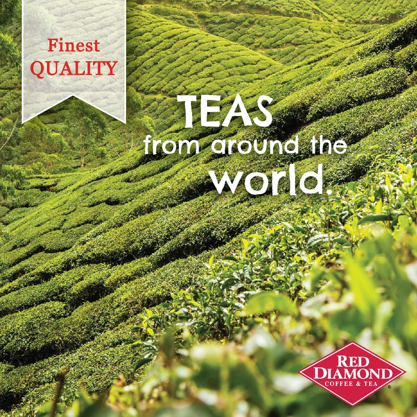 RED DIAMOND Iced Tea Bags - Family Size, Premium Blend, 24 Quart Bags (6 Pack) - Delicious Freshly Brewed Taste, 144 Count