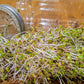 Variety Pack Sprouting Seeds Broccoli, Alfalfa, Radish, Mung Beans & Salad Mix For Sprouts And Microgreens. Non-Gmo. Pack Of 10