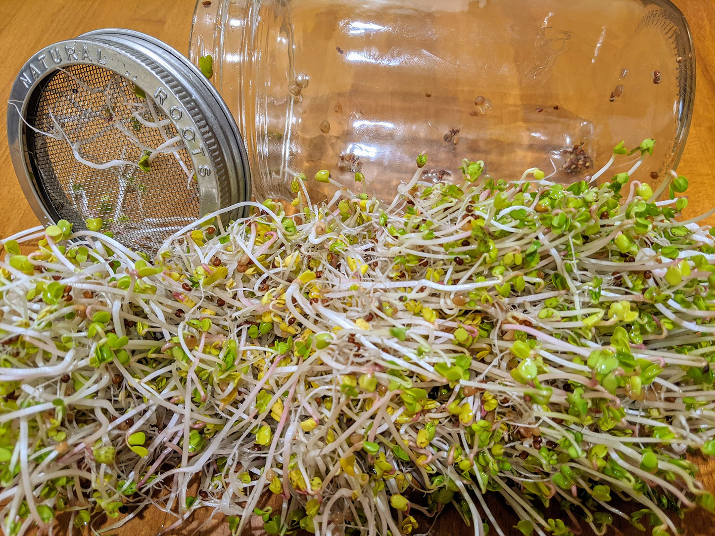 Variety Pack Sprouting Seeds Broccoli, Alfalfa, Radish, Mung Beans & Salad Mix For Sprouts And Microgreens. Non-Gmo. Pack Of 10