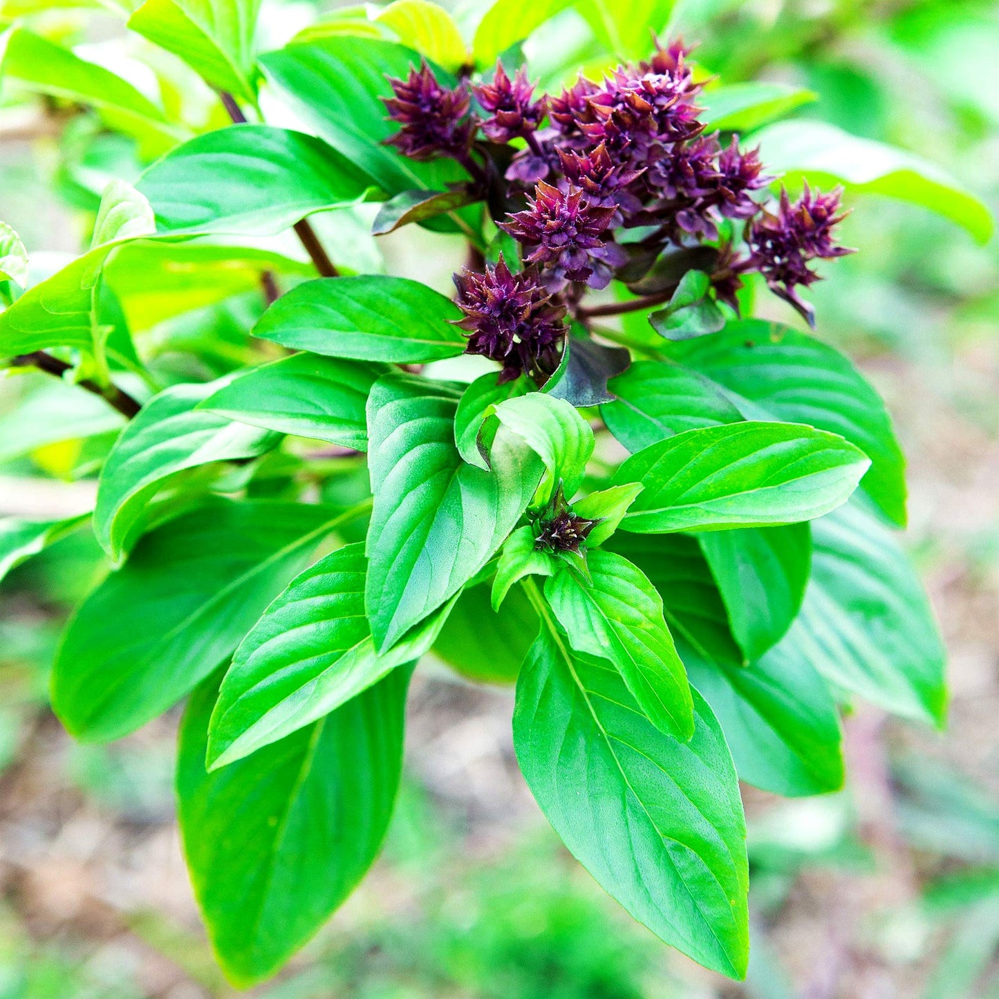 Unique Cinnamon Basil Mexican Spice 200+ Seeds For Planting Herb Garden