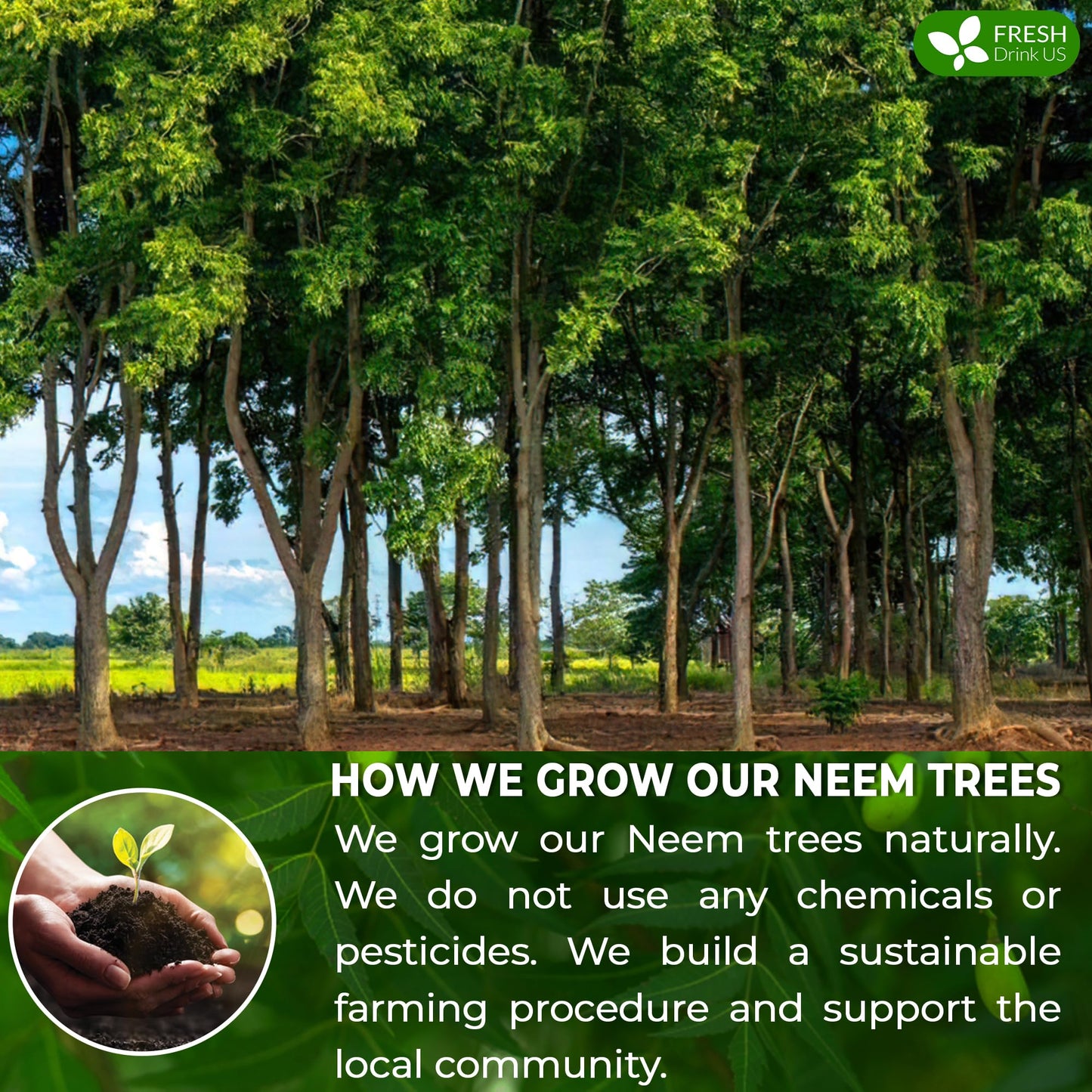 Freshdrinkus, Enhanced 33 Neem Leaf Tea Bags, 100% Natural And Pure From Neem Leaves. Herbal Tea. No Sugar, No Caffeine, No Gluten, Vegan.