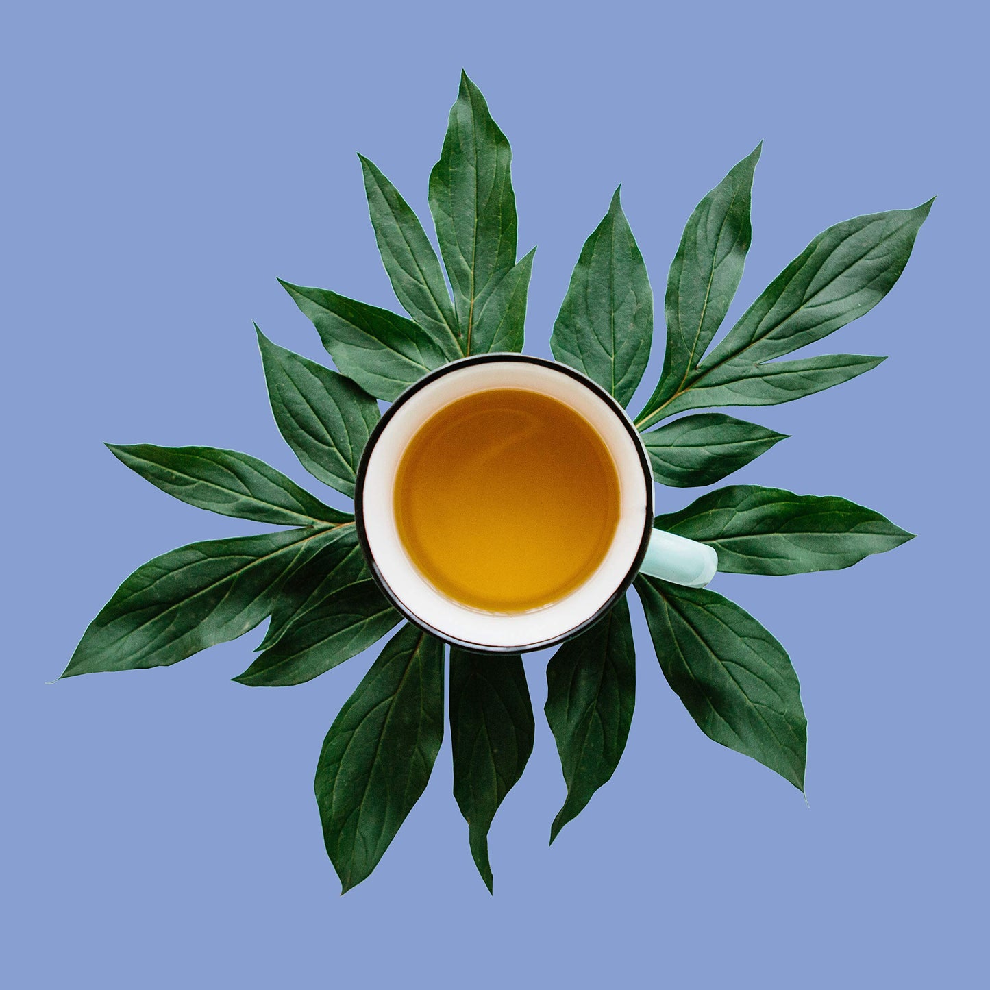 The Spice Hut Coconut Vanilla White Tea Loose Leaf, Low Caffeine, 8oz Pouch, 80-100 Servings