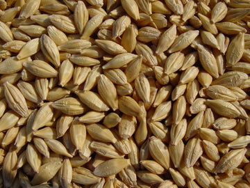 Barley 12 Lbs, Unhulled Barley (Hull Intact), Joseph'S Grainery Whole Grain Barley, Non-Gmo, Kosher Certified