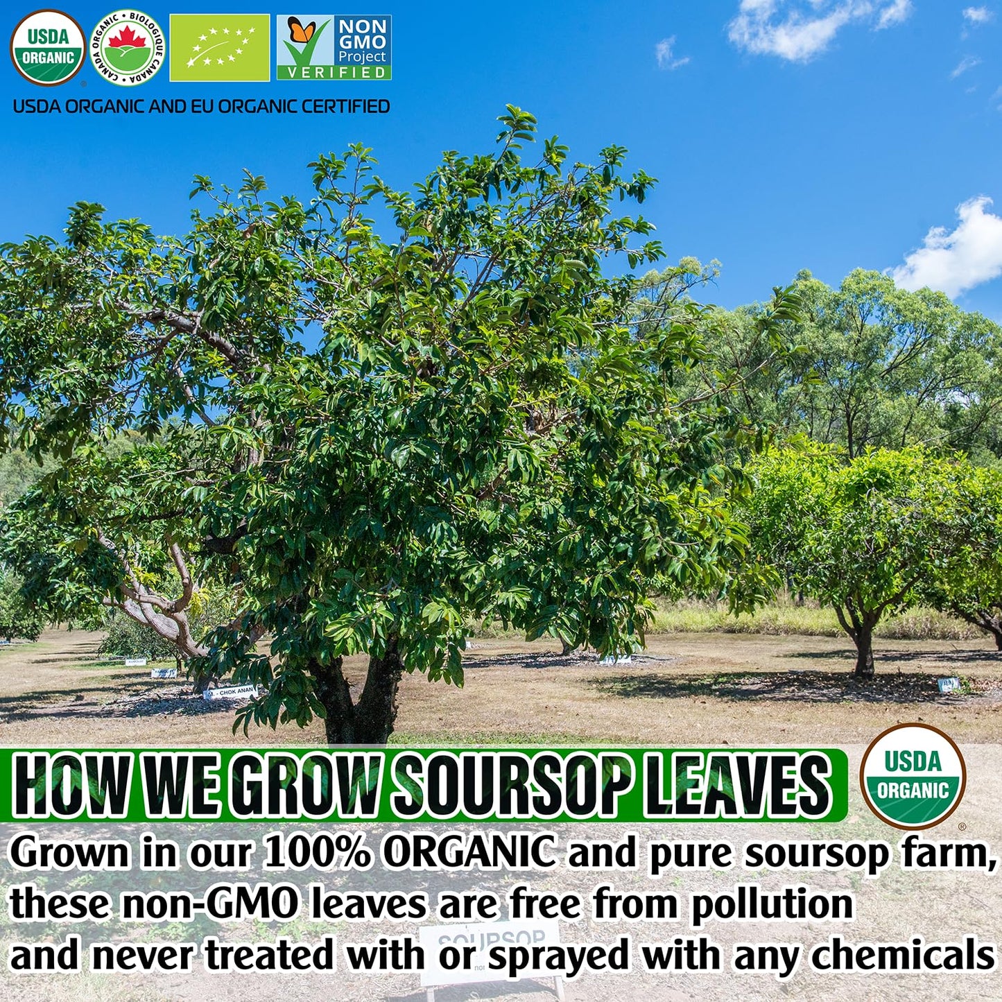 USDA Organic Soursop Leaves Tea Bags  100% ORGANIC and Pure Soursop Graviola Leaves - Hojas De Guanabana Tea - Non-GMO - Caffeine-free - Improve Digestion  Support Healthy Skin & Sleep  Eco-Conscious Corn Fiber Tea Bags. Organic Graviola Tea