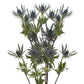 Bloomingmore | Fresh Cut Flowers | Blue Lagoon Eryngium | 50 Stems - 20 in | Home, Office, Wedding Decor, DIY, Party Event, Hous