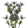 Bloomingmore | Fresh Cut Flowers | Blue Lagoon Eryngium | 50 Stems - 20 in | Home, Office, Wedding Decor, DIY, Party Event, Hous