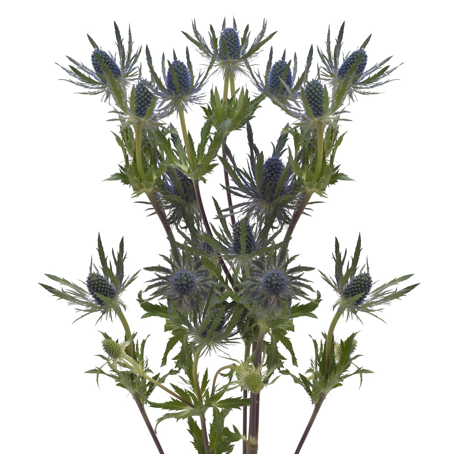 Bloomingmore | Fresh Cut Flowers | Blue Lagoon Eryngium | 50 Stems - 20 in | Home, Office, Wedding Decor, DIY, Party Event, Hous