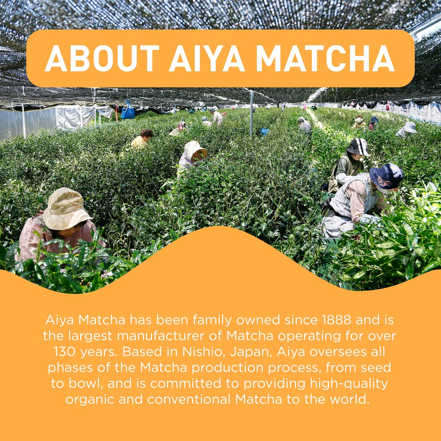 Aiya Matcha+ Awake - Lime Flavored Matcha Energy Drink Mix - 140mg Caffeine per Packet - enhanced Japanese Matcha Green Tea Powder - On-the-Go Energy Boost - 8 Sticks
