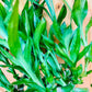 Generic Live Lucky Bamboo 12    Spiral Shape Bamboo Plant 10 Unit, Green