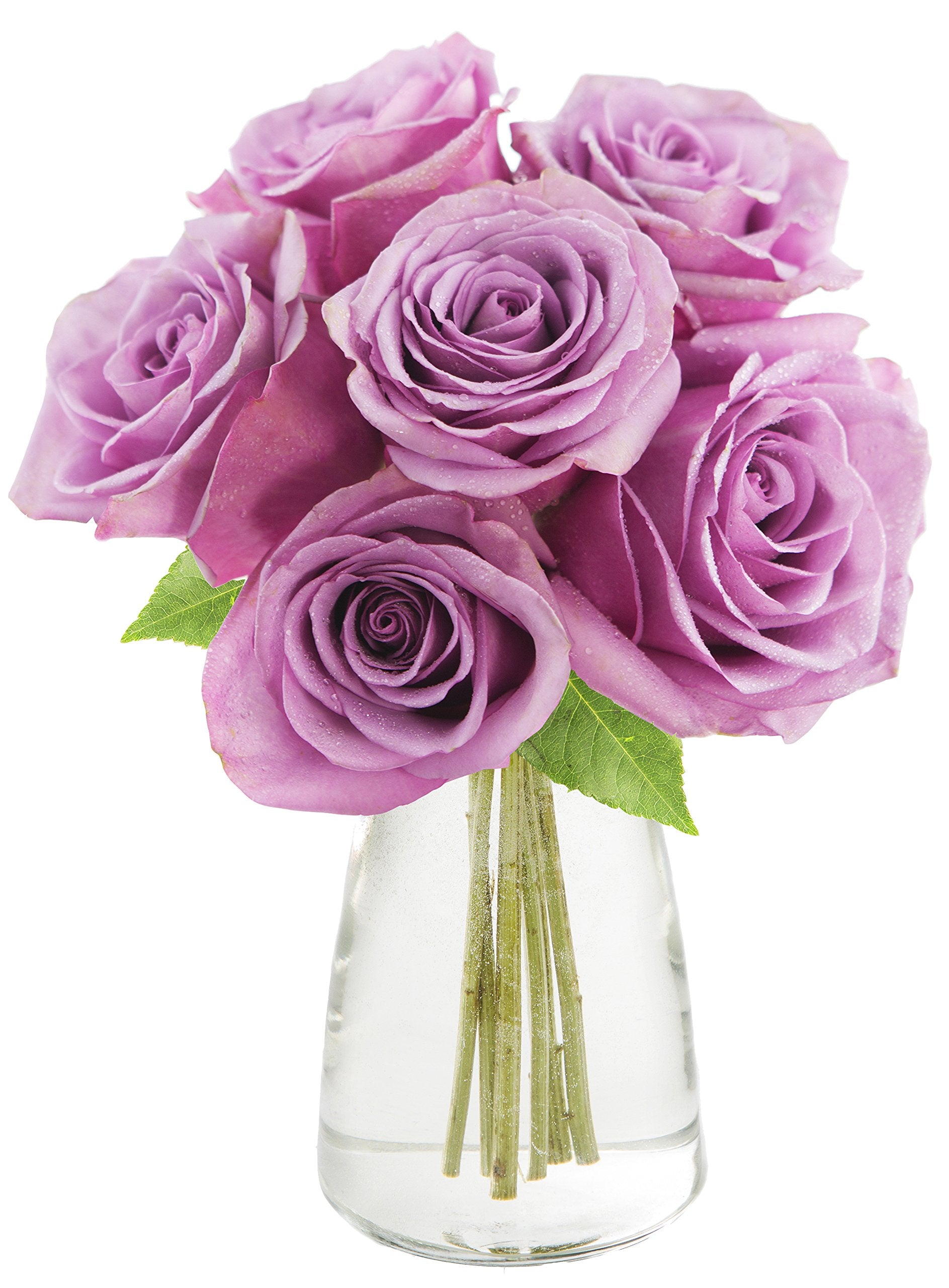 KaBloom Fresh Cut Purple Roses Bouquet - 6 Long-Stem Flowers with Vase - Mothers Day Gift