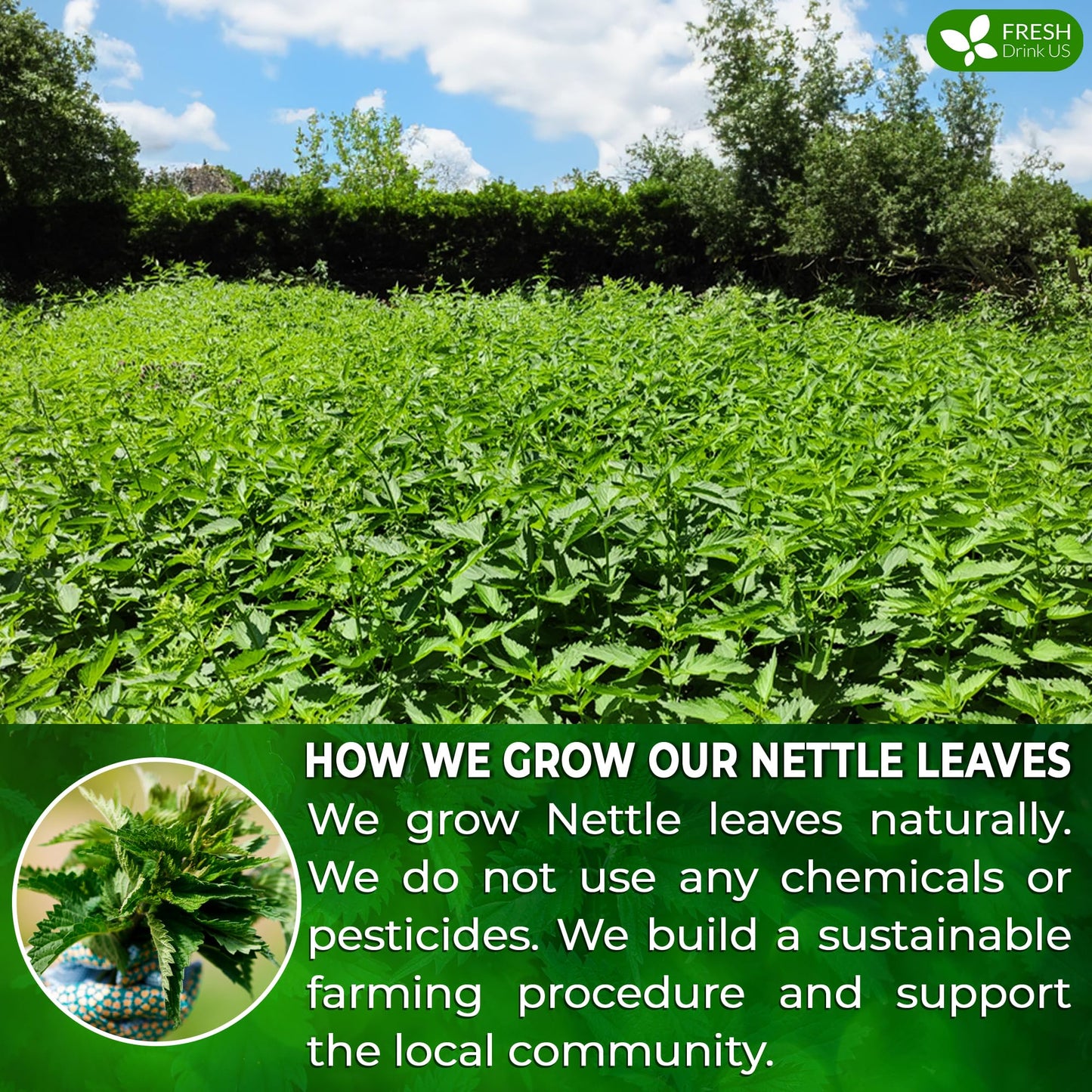 FRESHDRINKUS Premium Nettle Leaf Tea Bags, 100% Natural Herbal Tea, Vegan, 75 Count