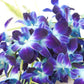KaBloom Exotic Sapphire Orchid Bouquet - Blue - 10 - Model KaB-AZ-1147-NV - Perfect for Mothers Day, Birthdays, Sympathy, and Thank You Gifts