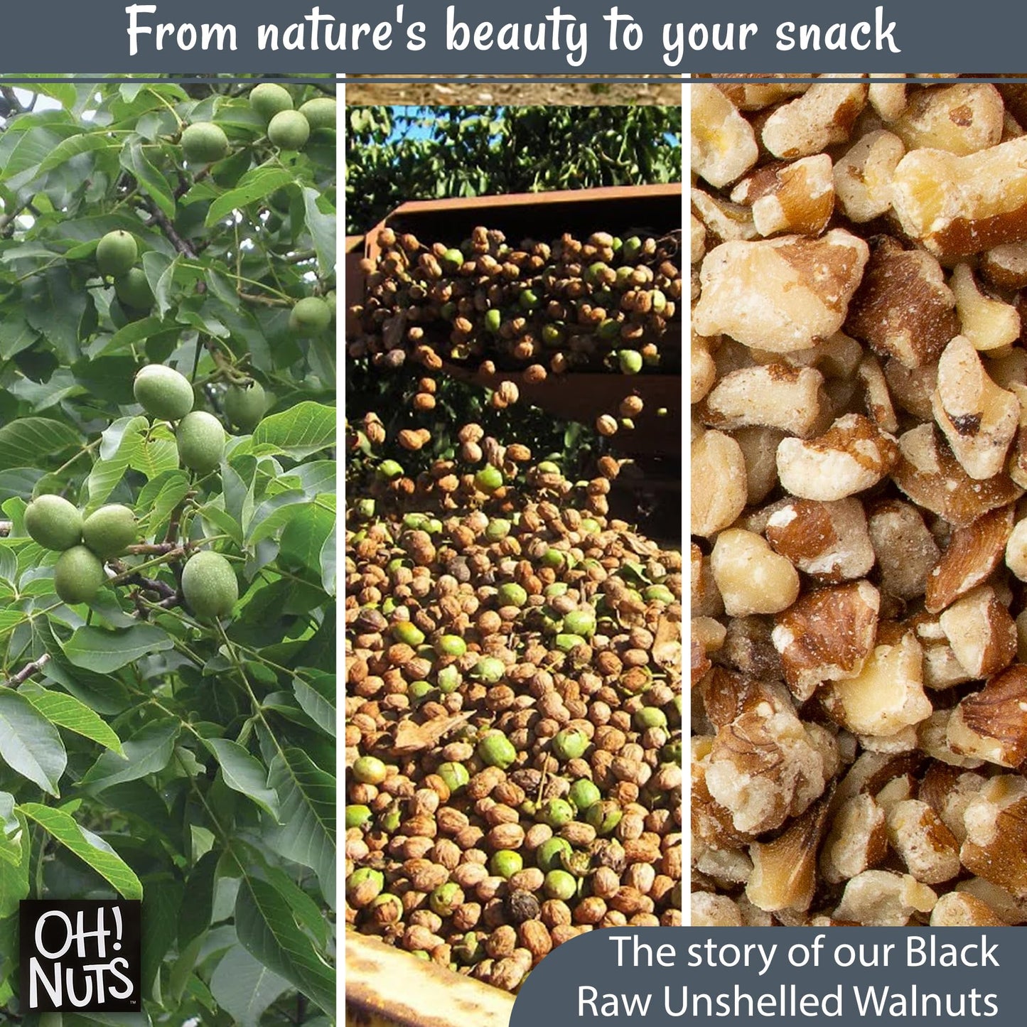 Oh! Nuts Black Raw Unshelled Walnuts, 1lb Bulk Bag, Vegan, Keto, Kosher