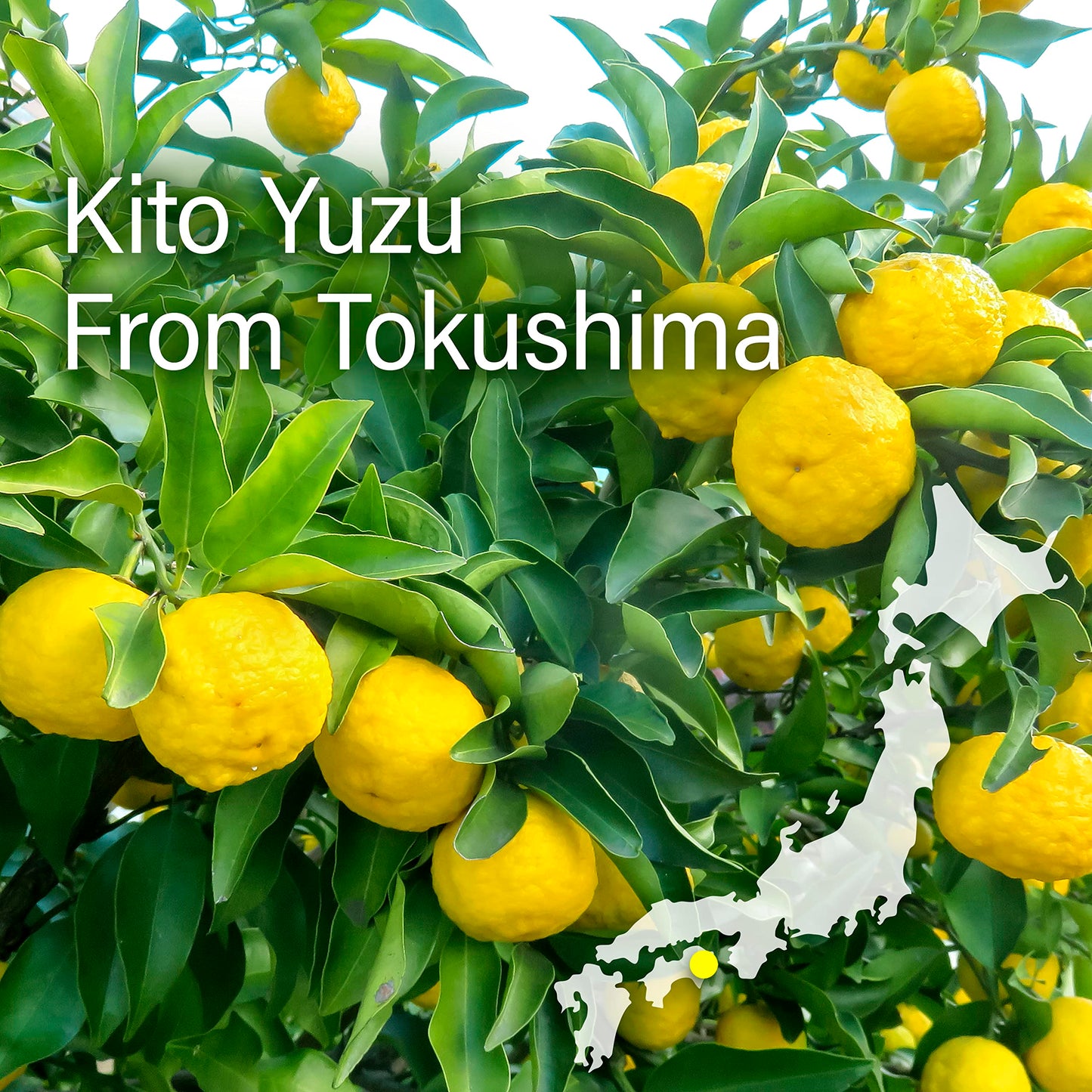 Yuzu Mochi Candy - Citrus Japanese Sweets With Aromatic Flavor Of Kito Yuzu And Plant-Based Kanten Agar(300G)?Yamasan?