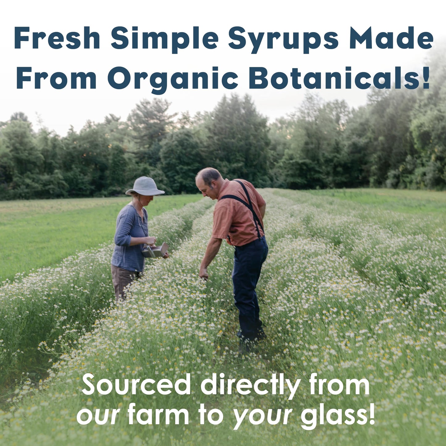 Bluestem Botanicals Organic Chicory Simple Syrup, Non-  ic Mixer, 8 oz