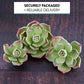 Global Sugar Art Succulents Parva Assortment Sugar Cake Flowers, 3 Count, Green Parva