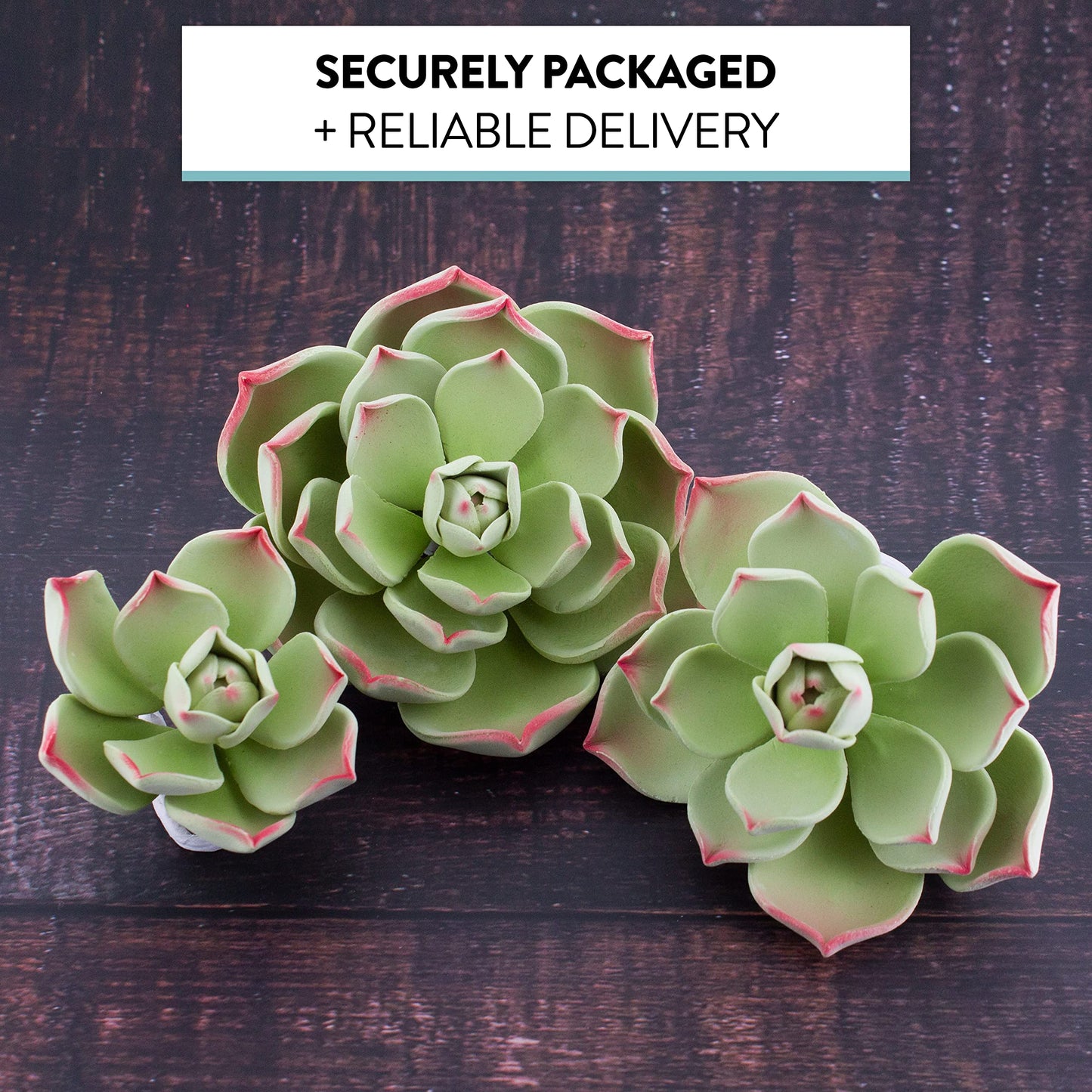 Global Sugar Art Succulents Parva Assortment Sugar Cake Flowers, 3 Count, Green Parva