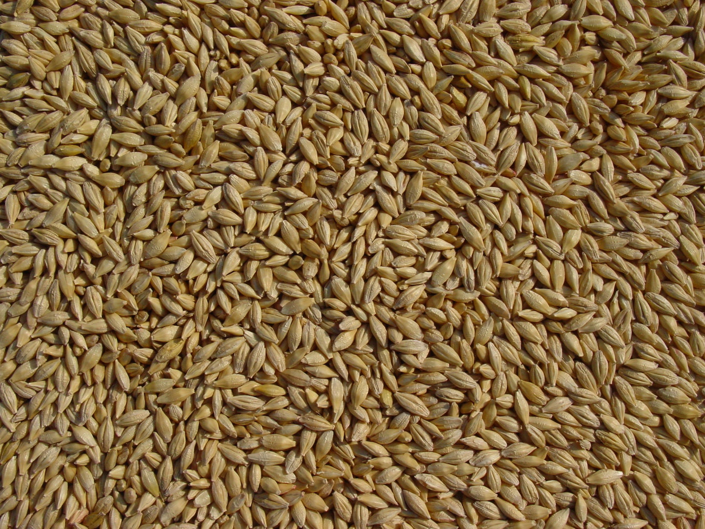 Barley 12 Lbs, Unhulled Barley (Hull Intact), Joseph'S Grainery Whole Grain Barley, Non-Gmo, Kosher Certified