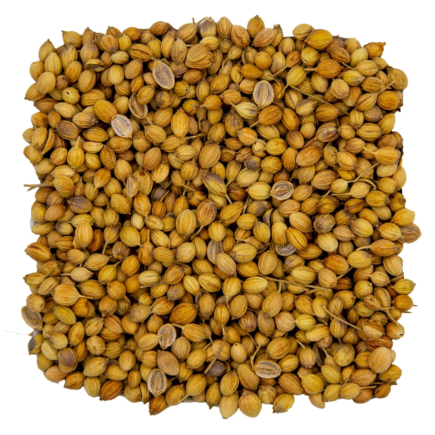 3 Lbs Coriander Seeds - Despensa Colombiana Cilantro Seed - Bulk Coriander Seeds Whole 3 Lbs - Semillas De Cilantro - Ideal For